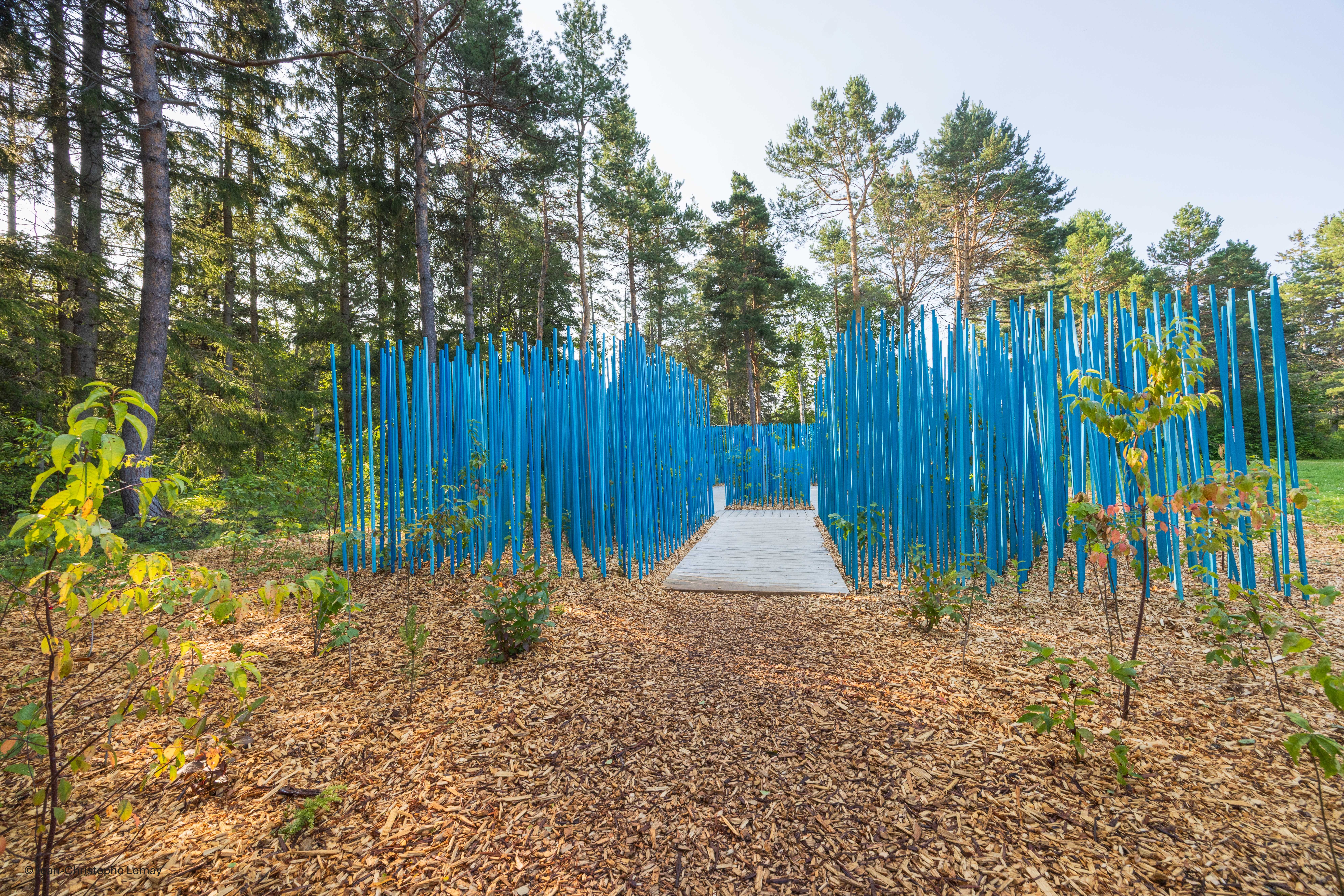 Forêt_bâtons_bleus_-12.jpg