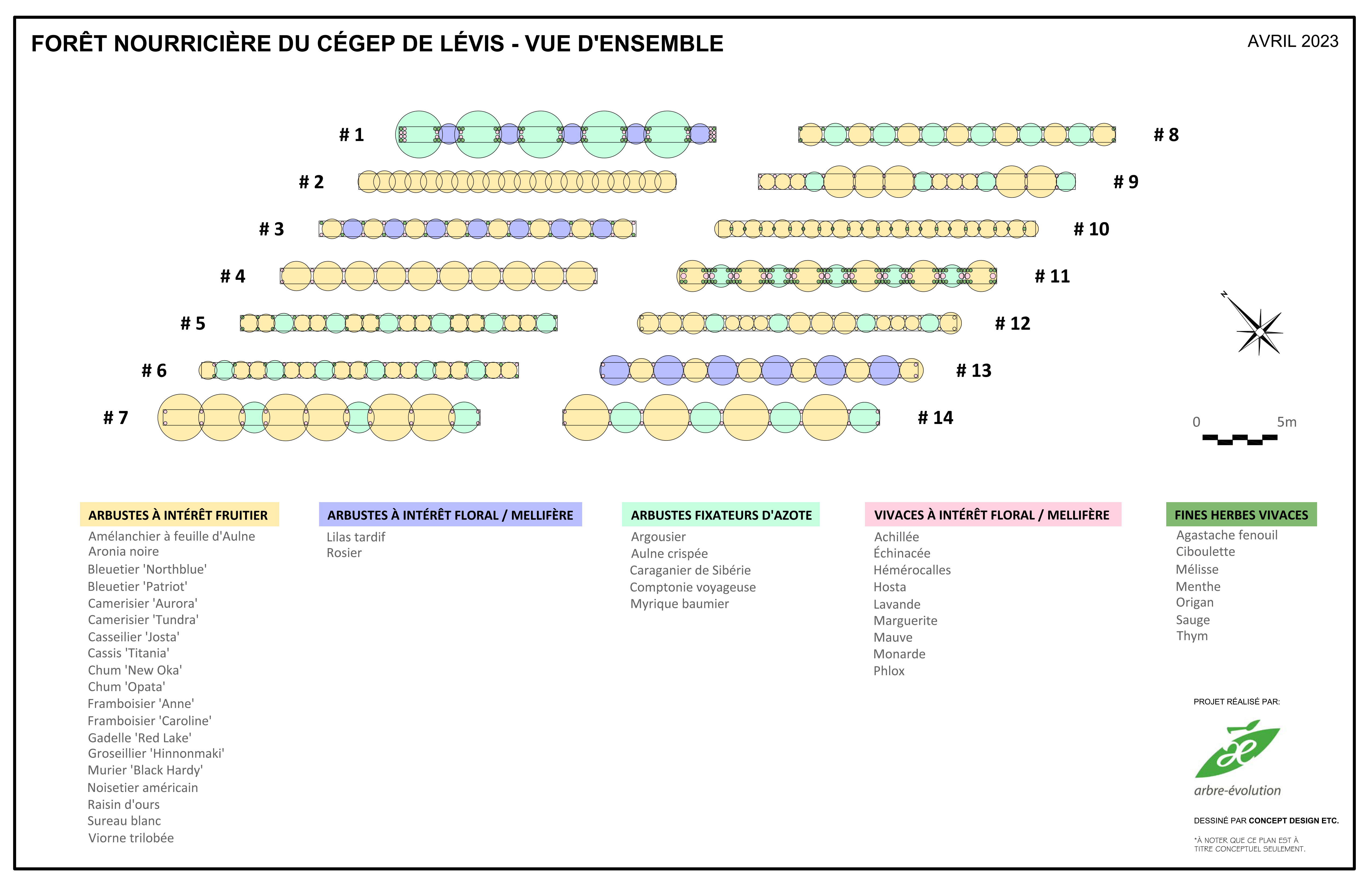 ARBRE-EVOLUTION_croquis_foret-nourriciere_Cegep-Levis_ENSEMBLE-COULEUR.jpg